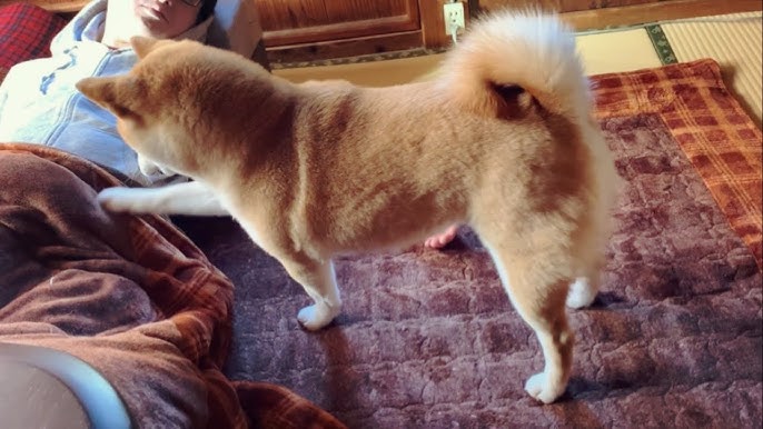 パパが好きすぎて何度も膝の上に戻ってくる柴犬 Dog Just Wants To Sit On Her Owners Lap Youtube パパが好きすぎて何度も膝の上に戻ってくる柴犬 Dog Just Wants To Sit On Her Owners Lap Youtube