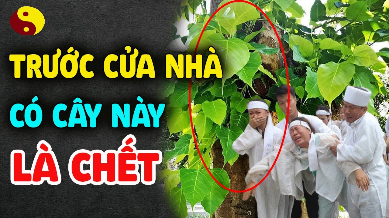 Chớ Dại Trồng 5 Cây Này Trước Cửa Nhà Kẻo Gia Đình Gặp Thảm Họa, Báo Hại Cả Nhà