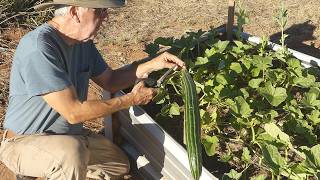 Offgrid Gardening Turns Toxic