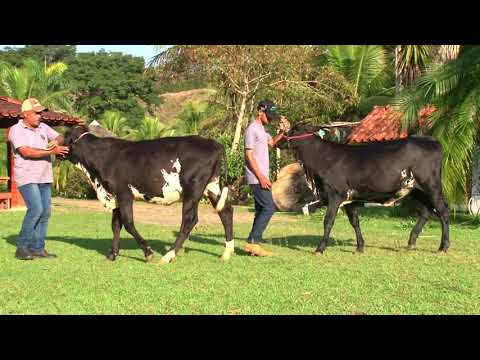 LOTE 27   1297   1301   3º LEILÃO PROMESSAS DA MATA   DIA 27 DE MAIO   20HS   REMATEWEB