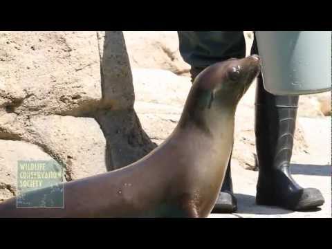 A Young New Sea Lion Debuts at the Bronx Zoo - A Young New Sea Lion Debuts at the Bronx Zoo