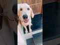 I Am Zimba Golden RetrieverI Https I Ytimg Com Vi XtpjT4sgPL4 Maxresdefault Jpg Https Youtu Be X