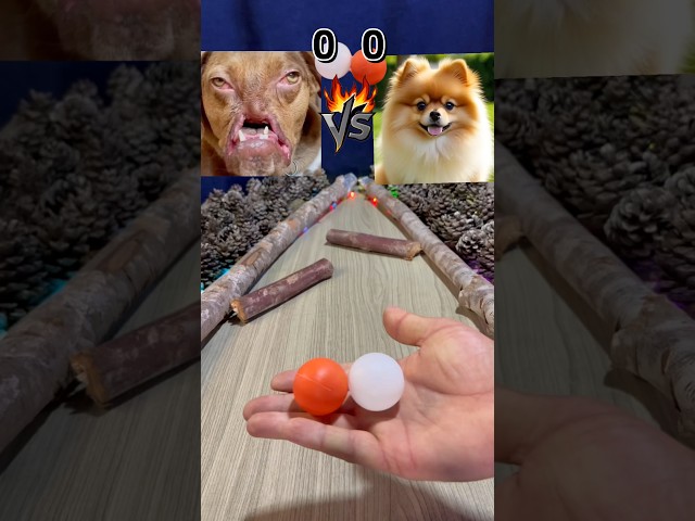The Ugly Dog vs the Beautiful Dog ? #dog #dogs #animals #roblox
