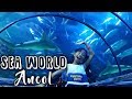 Aquarium Raksasa Bawah Laut | Sea World Ancol