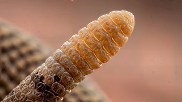 What’s Inside a Rattlesnake’s Rattle?