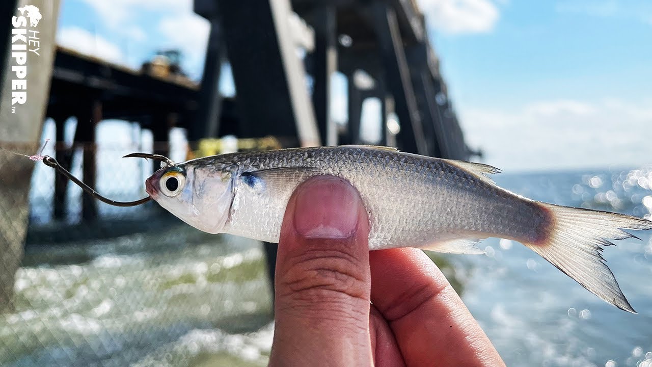 Catch MORE Fish w/ This LIVE Bait! (Pier/Beach Fishing) 