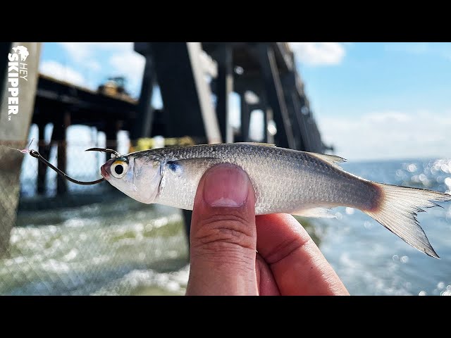 Pier Fishing: Tiny Live Bait catches SO MANY FISH! 