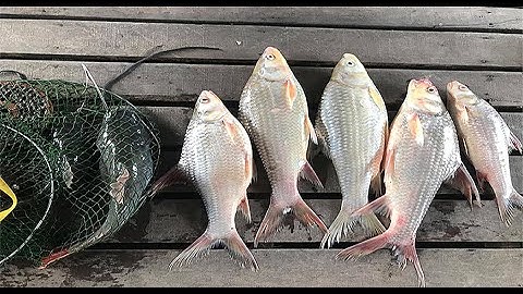 câu cá cóc và bão cá cóc P2 | Nam Phan Vlogs