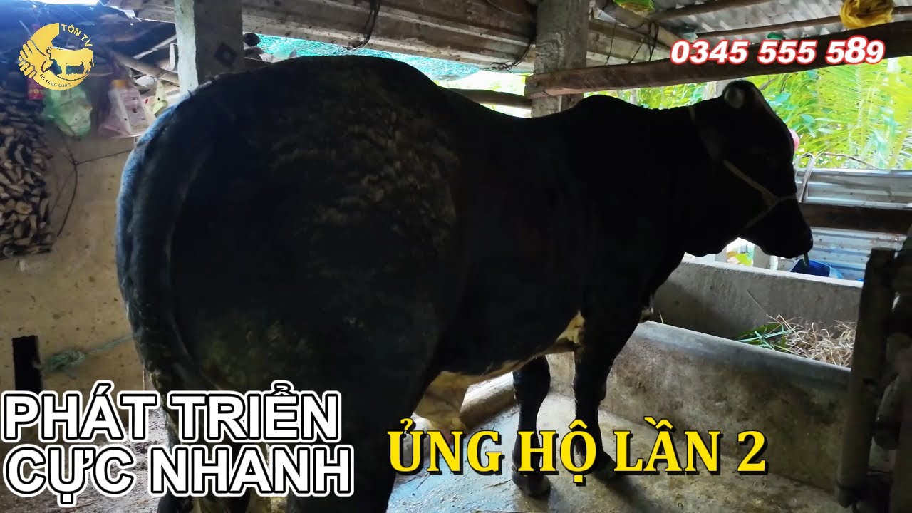 TỒN TV | NIỀM VUI KHI GẶP LẠI BÒ 3B SAU MỘT THỜI GIAN VÀ AI KHI NUÔI CUNG ƯNG Ý