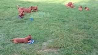 Irish Terrier Puppies