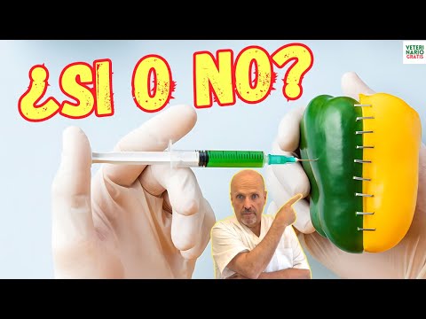 🆘 VENTAJAS Y DESVENTAJAS DE LOS ALIMENTOS TRANSGÉNICOS 🆘