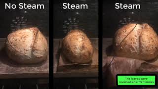 Steam vs. No Steam Hamelman's Five-Grain Levain