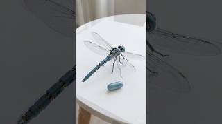 😱 REAL OR ROBOT? | Future Tech Dragonfly 🤖🔥Is