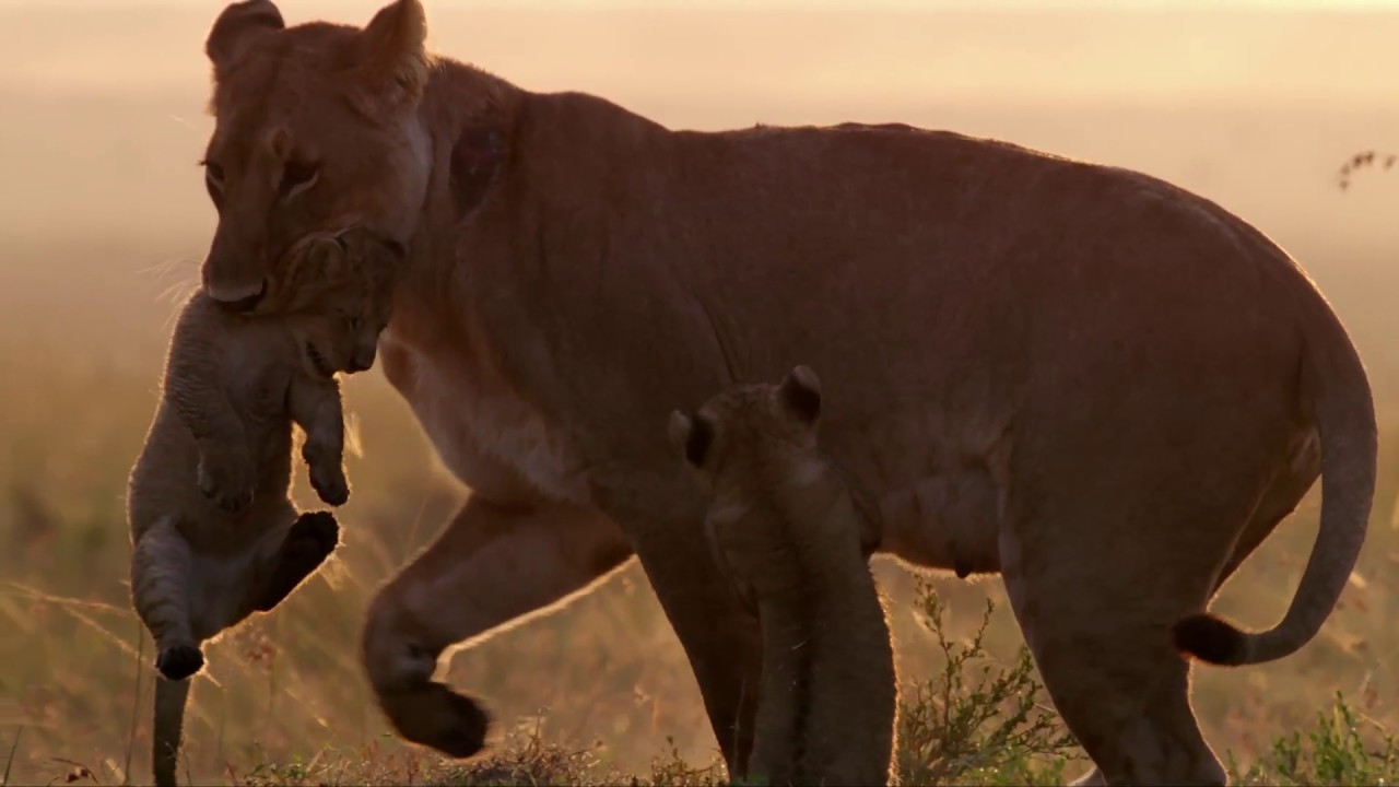 La vie sauvage - Trailer film festival sydney