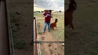 Funny donkey#donkey #animals #fyp #funnyvideos #funny