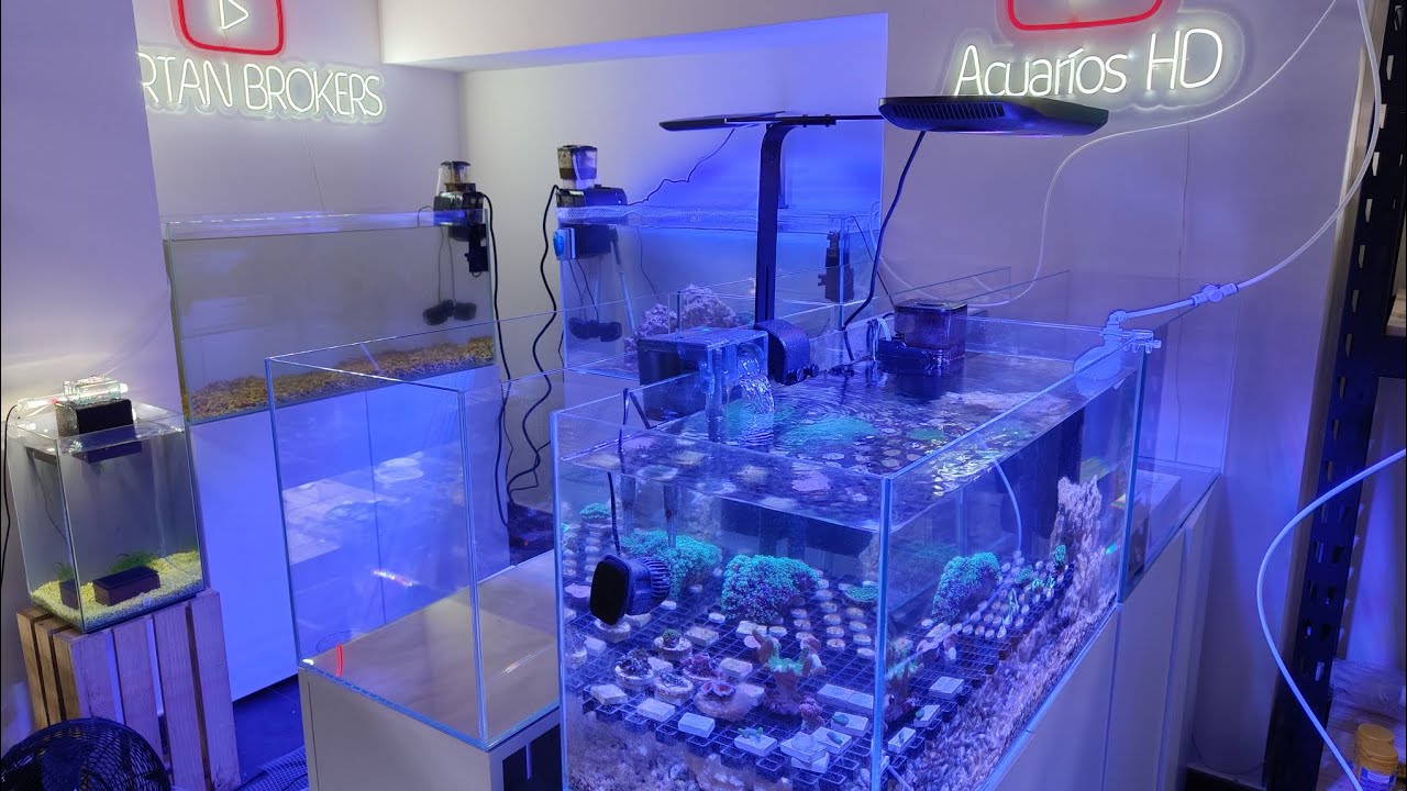 🐟 Importación de peces de marino, envíos, llegada de calentadores y cosas varias