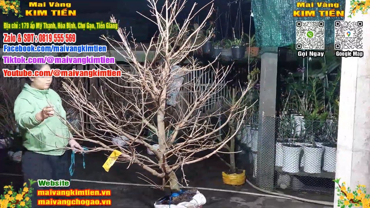 Phôi Mai Thủ Đức Giá Rẻ Bao Ship Bao Sống Toàn Quốc - Mai Vàng Kim Tiền Chợ Gạo