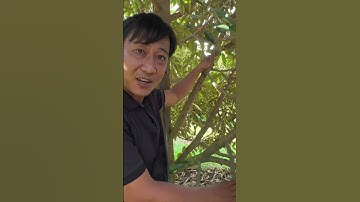 Quan điểm về cành đực, cành cái cây sầu riêng! #saurieng #video #durian