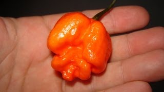 7 Pot Lava Pod Test