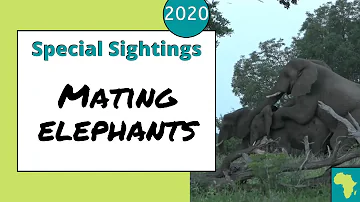 Elephants Mating Bull In Musth Finds A Mate Amongst A Breeding Herd Elephants Mating Bull In Musth Finds A Mate Amongst A Breeding Herd