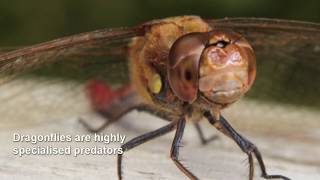 Binocular Encoding in Damselfly Descending Neurons / Curr. Biol., Jan. 16, 2020 (Vol. 30, Issue 4)