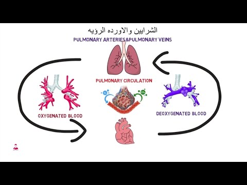 الشرايين الرؤيه  || pulmonary arteries