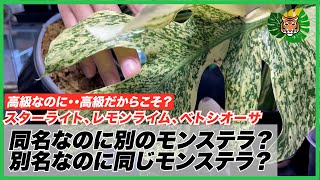 Monstera] Comparison of Starlight, Lemon Lime, Vetusiosa