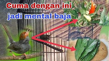 Cara menaikan mental burung prenjak agar memiliki mental baja dan fighter.