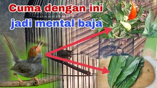 Cara menaikan mental burung prenjak agar memiliki mental baja dan fighter.