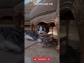 Milo's Fun Mouse Chase in the Luxury Living Room #MiloTheCuteCat #CuteCat #Cat Milo#AnimalShorts