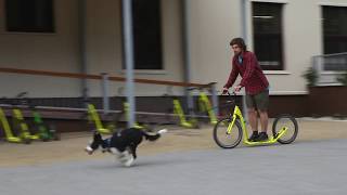 Kostka Dog Pakket - Steppen Met Je Hond