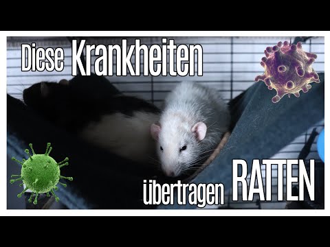 Video: Salmonelleninfektion Bei Ratten