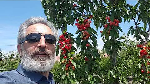 Quanto tempo ci vuole per far crescere un albero di ciliegio?