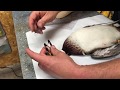 How to package a bird for the freezer going to a Taxidermist by Bird Zone Taxidermy