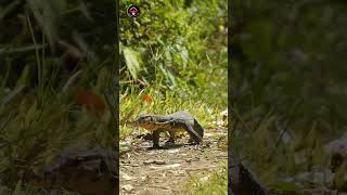 🔴Monitor Lizards in the Wild‼️