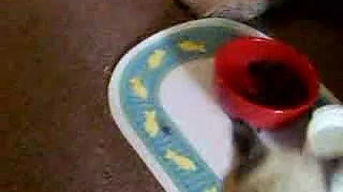 Watch the video about Munchkin Kitten Cat Siamese