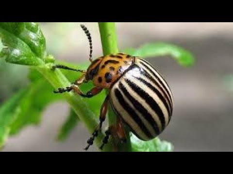 Video: Kā Audzēt Fazānu