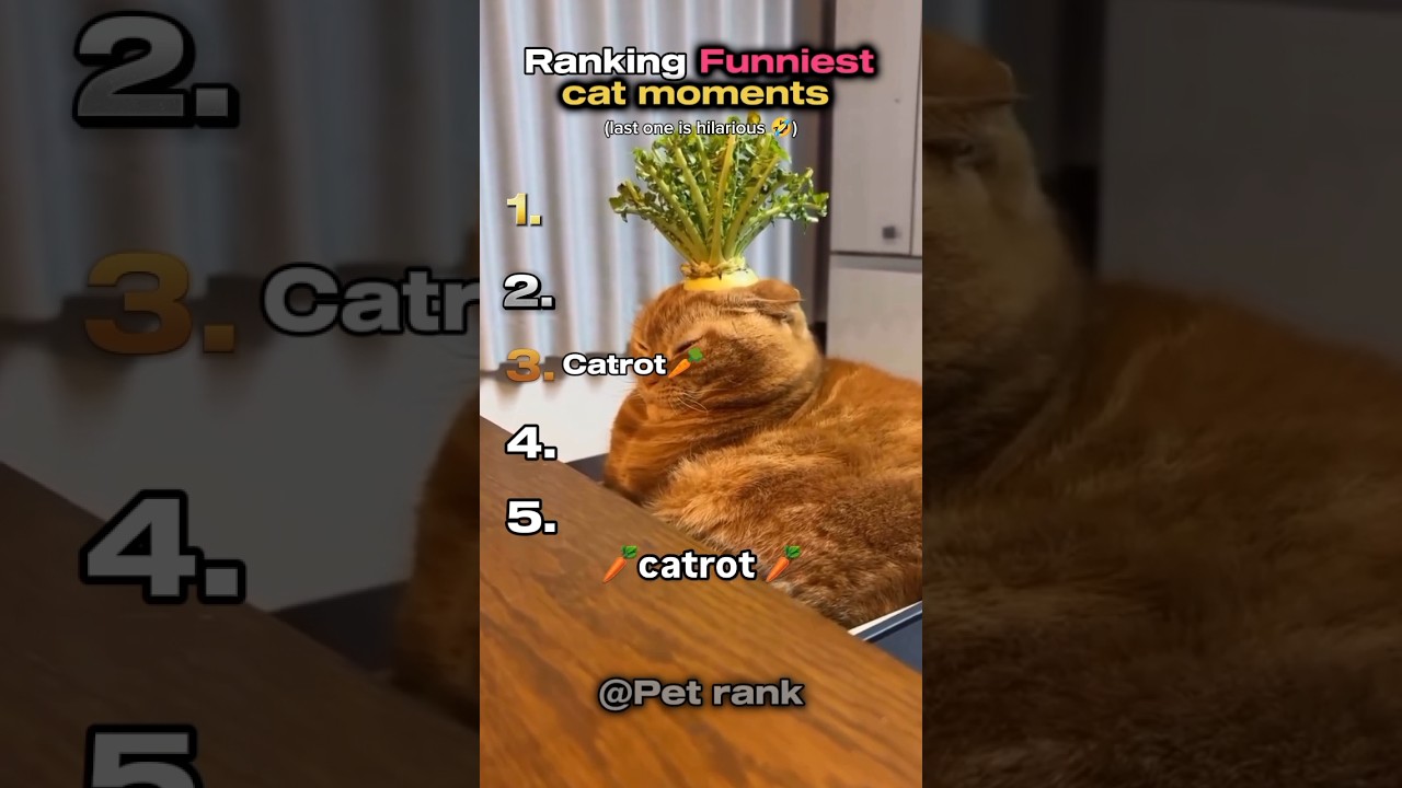 Ranking Funniest Top 5 cat moments 🤣 (part 18)  