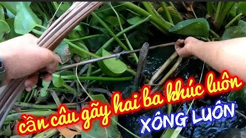Cắm câu cá lóc mồi cá sống và dế liệu có dính không || how to catch fish