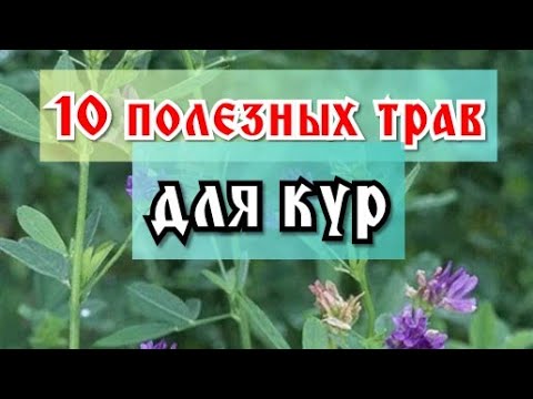10 полезных сорных трав для кур. Польза, что растёт под ногами! - YouTube