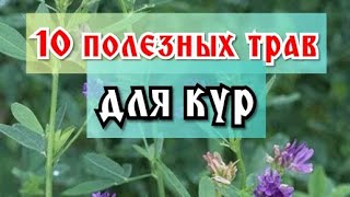 видео: 10 полезных сорных трав для кур. Польза, что растёт под ногами! картинка: 10 полезных сорных трав для кур. Польза, что растёт под ногами!