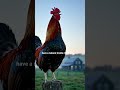 Ever wondered why does a rooster crow? 🤔