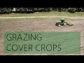 Grazing Cover Crops