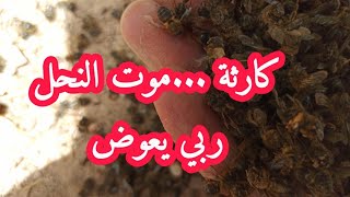 كارثة.موت خلايا النحل ربي يعوض(bee death by nosema)