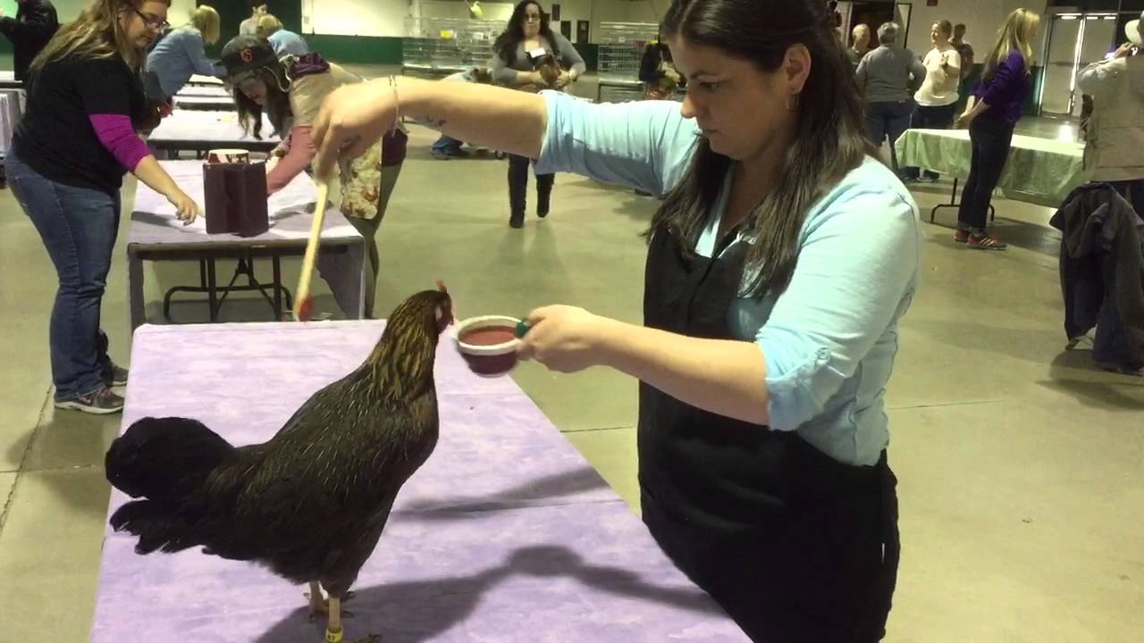 Terry Ryan's Chicken Camp YouTube