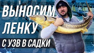 Выносим Ленку с УЗВ в садки