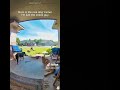Dogs obey their mum #cute #funny #trending #dog #subscribe #shorts #doglover #youtubeshorts