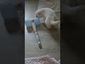 Who is cuter? Dog vs Hammer (Impossible to choose!) 3   #goldenretriever #samoyed #pets