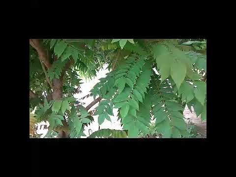 Cara Membuat Ekstrak Daun Belimbing Wuluh