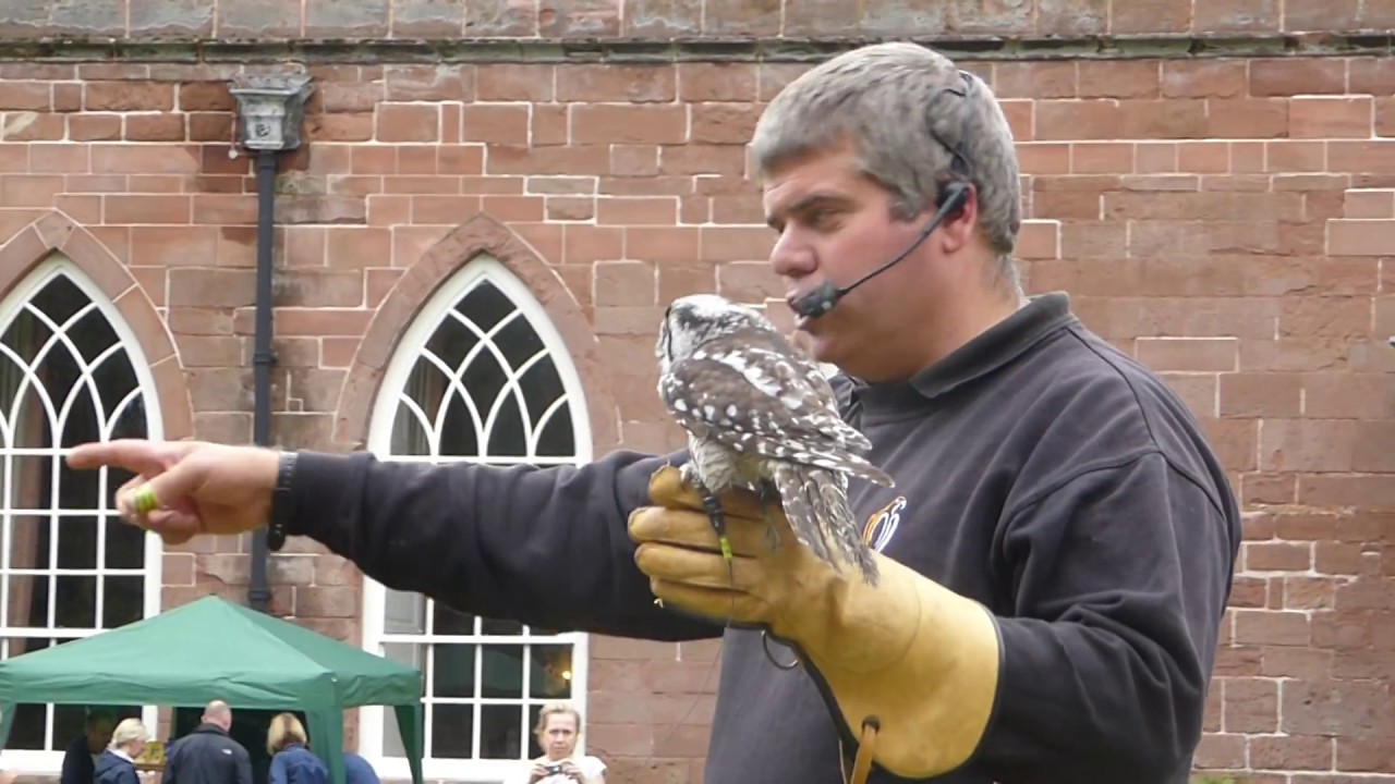 northern hawk owl identification birds and wildlife uk youtube owl identification